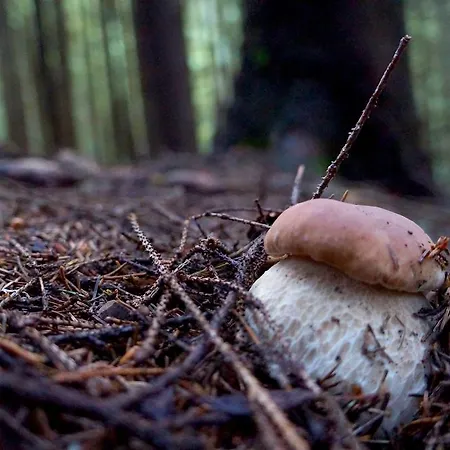 Country house Usadba Okhotnichiy Dvor *