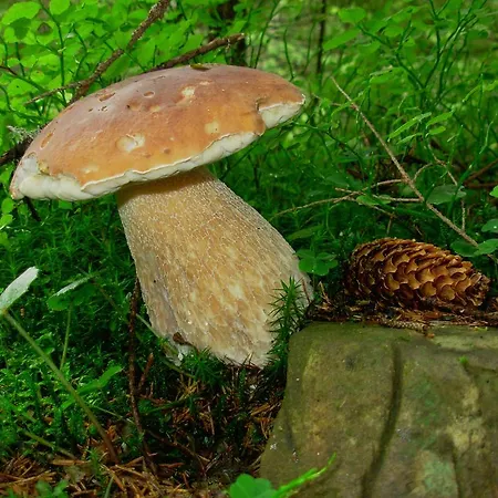 Usadba Okhotnichiy Dvor Yabluniv