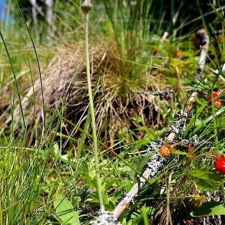 Lantställe Usadba Okhotnichiy Dvor Yabluniv