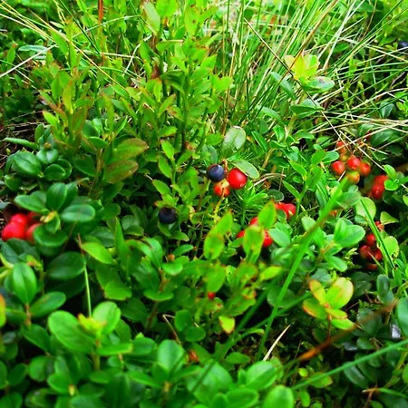 Lantställe Usadba Okhotnichiy Dvor