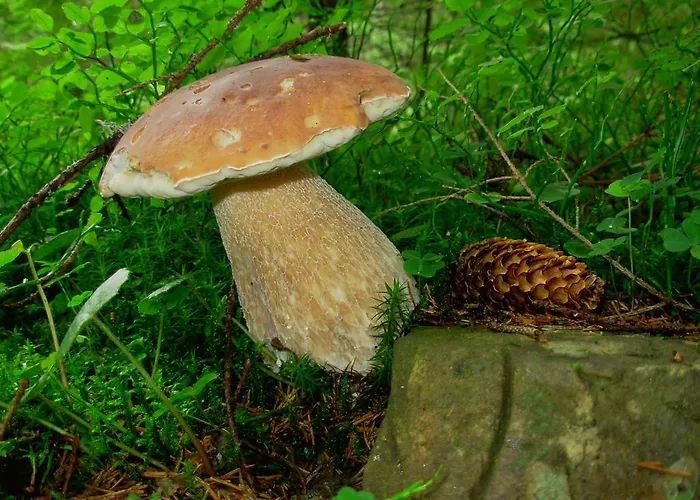 Usadba Okhotnichiy Dvor Yabluniv